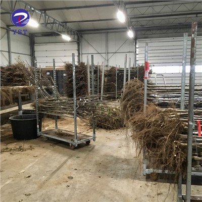 سبد حمل و نقل نهالستان گلخانه ای