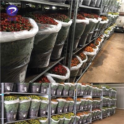 چرخ دستی کانتینری گیاه
