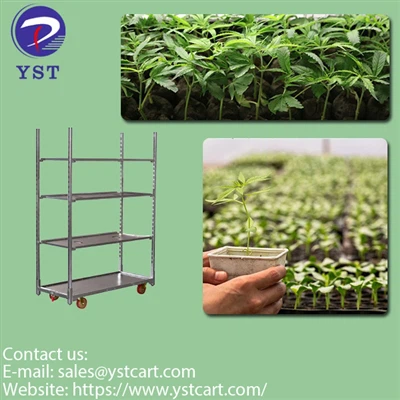 نقش چرخ دستی هلندی در تکمیل تکنیک های کشت نهال دارویی